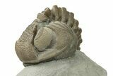 Wide, Enrolled Eldredgeops Trilobite - Ohio #270301-1